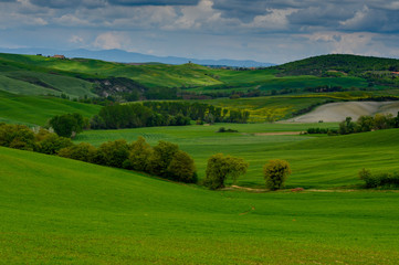 Naklejka premium Tuscany spring, rolling hills and windmill on sunset. Rural landscape. Green fields. Italy, Europe