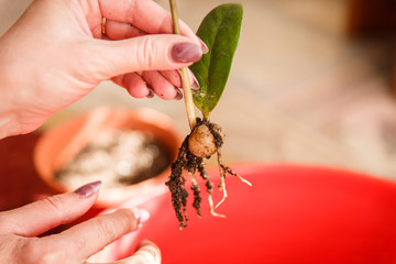 Care of home plants. A woman plants a potted flower for flowers.