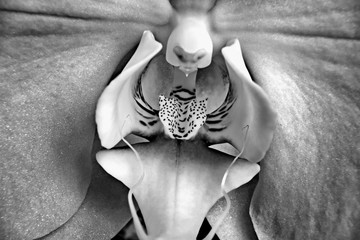 phalaenopsis orchid flower with sparks © AnnaStachowicz
