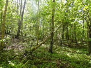 Fototapeta na wymiar Quiet forest on sunny day , Latvia