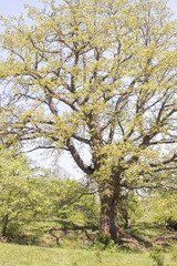 Oak trees in the spring morning