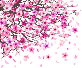 Wall sticker. Graphic colored drawing of branches and pink flowers of the blossoming Sakura with falling petals on a white background