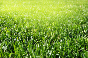 Spring green grass in spring. preparation for designers