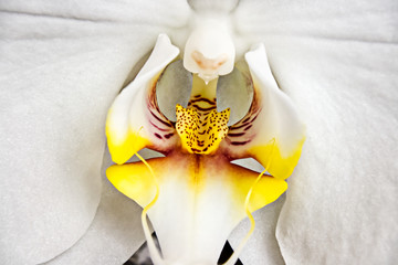 phalaenopsis orchid  stamen closeup © AnnaStachowicz