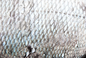 large fish scales background © Tatiana_Gracheva