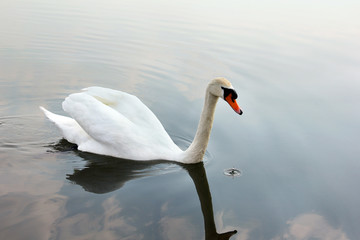 Plakat Swan. Beautiful swan on the water. Beautiful bird