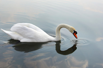 Plakat Swan. Beautiful swan on the water. Beautiful bird
