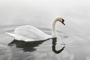 Fototapeta premium Swan. Beautiful swan on the water. Beautiful bird