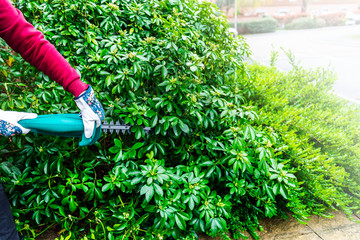 Cutting a hedge with electrical hedge trimmer. Shrubs pruning in the springtime.