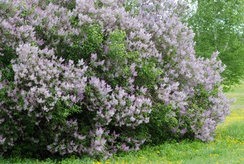 Obraz premium blooming lilac closeup, bright flower