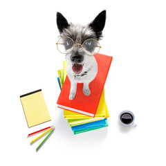 smart dog and books