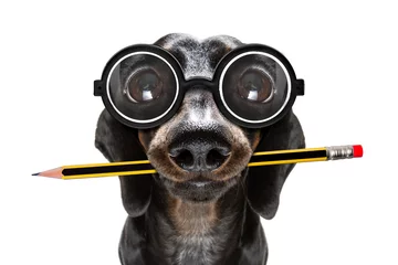 Foto auf Acrylglas Lustiger Hund Büroangestellter Chef Hund