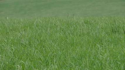 background of green grass