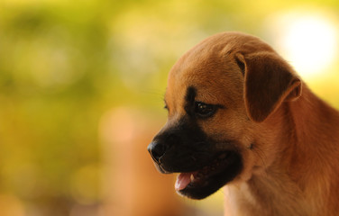 Cute puppy brown 
