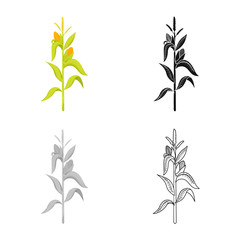 Naklejka premium Isolated object of corn and stalk logo. Set of corn and field stock symbol for web.
