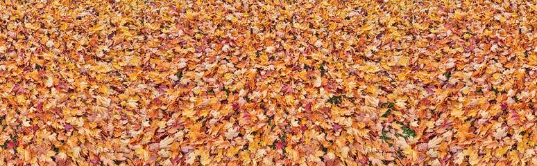 many bright fall leaves strip