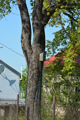 tree in the park