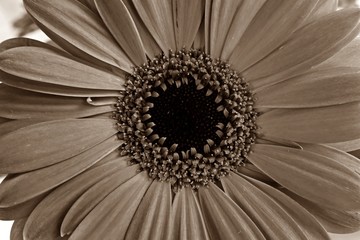 gerbera-daisy flower head close-up -  sepia