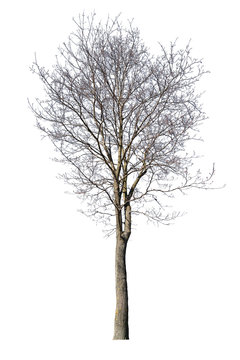 isolated on white medium maple bare tree