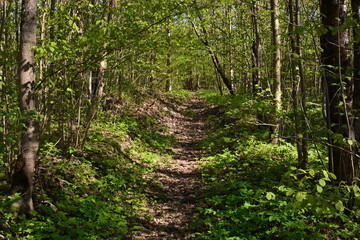 trees in the forest