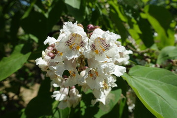 Cluster of white flowers of catalpa tree