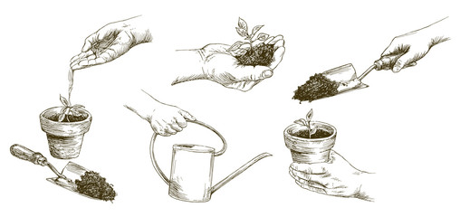 Growing plants. Plant seedling. Hand watering young plants. Hand drawn set. © canicula