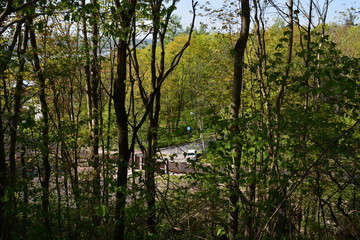 trees in the forest