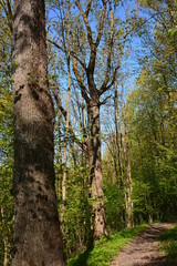 trees in the forest