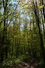trees in the forest