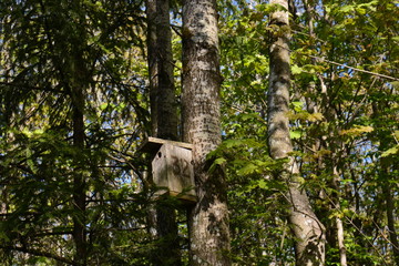 trees in the forest