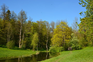 trees in the forest