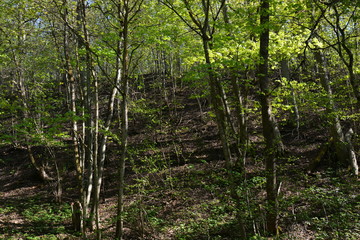 trees in the forest