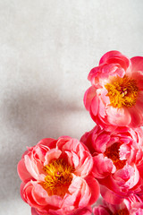 Amazing pink peonies on light background. Card Concept, copy space for text