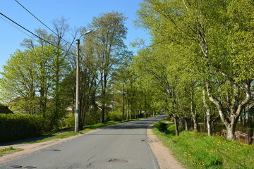 trees in the park