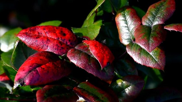 Autumnal impressions from the surroundings of the Airport Berlin-Schoenefeld (Flughafen Berlin-Sch&ouml;nefeld) from October 5, 2015, Germany