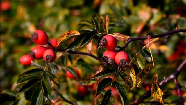 Autumnal impressions from the surroundings of the Airport Berlin-Schoenefeld (Flughafen Berlin-Sch&ouml;nefeld) from October 5, 2015, Germany