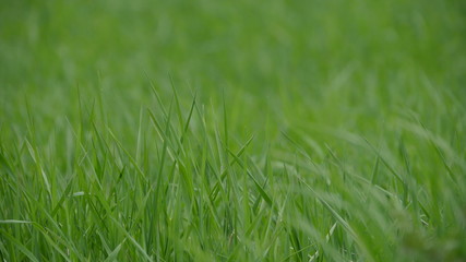 background of green grass