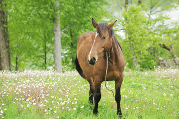 Horse grazing on a green field with white flowers