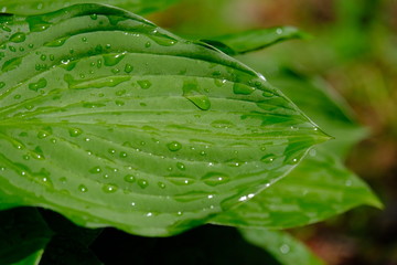 Fototapeta premium 雨上がりの葉