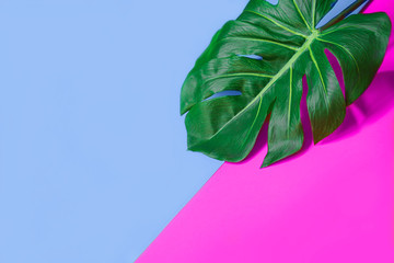 Tropical green palm monstera leaf or swiss cheese plant on pink and blue background. Summer exotic...