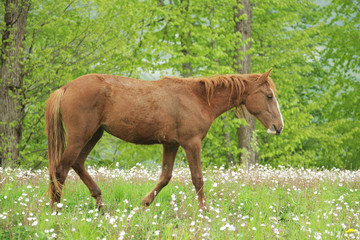 Naklejka na ściany i meble A young stallion walks across the field and eats grass