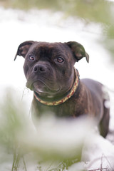 The portrait of a young brindle Staffordshire Bull Terrier dog with a collar posing outdoors in winter