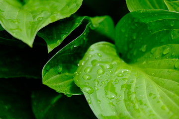 雨上がりの葉