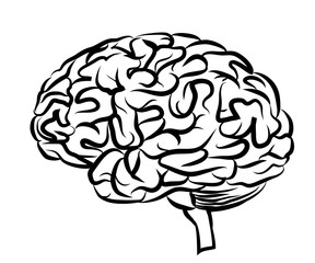 The human brain. Graphic, black and white drawing of a brain side view on a white background.
