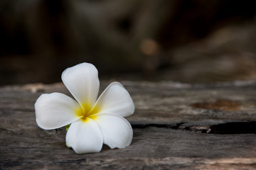 Fototapeta na wymiar Frangipani flowers, the symbol of Thai spa, represents a refreshing, gentle and relaxing.