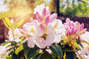 Rhododendron maximum, tender pink flowers blooming