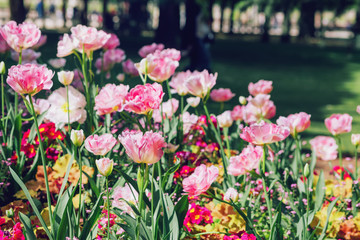 Fototapeta na wymiar Beautiful variety of tulips in park