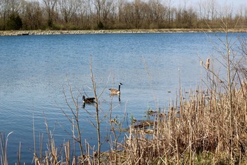 The geese swimming in the lake close to the shore.