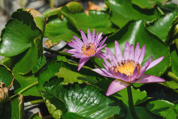 Close up pink lotus flowers