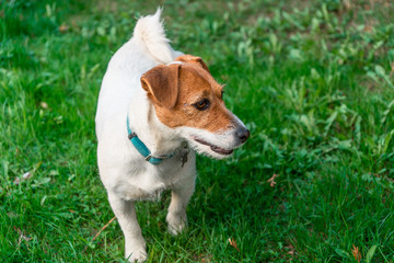 Naklejka na ściany i meble Jack Russell Terrier on green grass in a country house near Moscow in May 2019